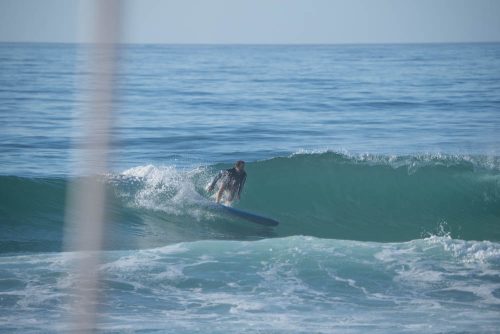 DSC07238
